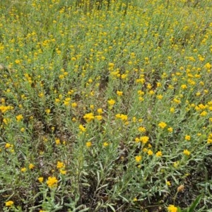 Chrysocephalum apiculatum at Symonston, ACT - 27 Nov 2020