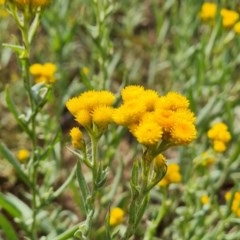 Chrysocephalum apiculatum at Symonston, ACT - 27 Nov 2020