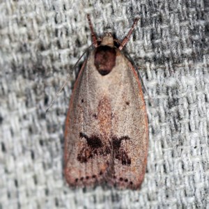 Heliocausta undescribed species at O'Connor, ACT - 25 Nov 2020 11:26 PM