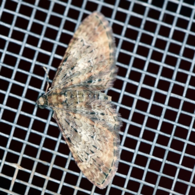 Chloroclystis catastreptes (Green and Brown Carpet) at O'Connor, ACT - 26 Nov 2020 by ibaird