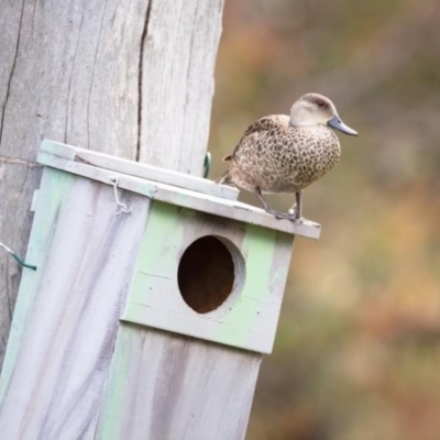 Anas gracilis (Grey Teal) at Wamboin, NSW - 19 Nov 2020 by alicemcglashan