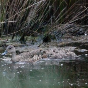 Anas gracilis at Wamboin, NSW - suppressed