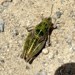 Perunga ochracea (Perunga grasshopper, Cross-dressing Grasshopper) at Wandiyali-Environa Conservation Area - 27 Nov 2020 by Wandiyali