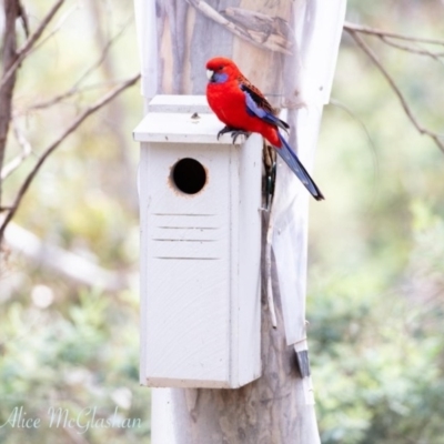 Platycercus elegans (Crimson Rosella) at Wamboin, NSW - 27 Nov 2020 by alicemcglashan