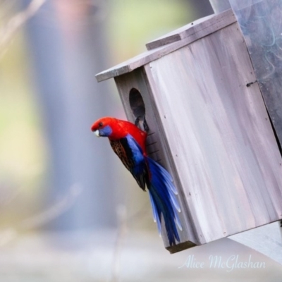 Platycercus elegans (Crimson Rosella) at Wamboin, NSW - 27 Nov 2020 by alicemcglashan