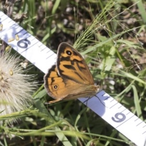 Heteronympha merope at Holt, ACT - 26 Nov 2020