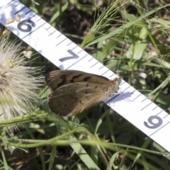 Heteronympha merope at Holt, ACT - 26 Nov 2020