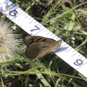 Heteronympha merope at Holt, ACT - 26 Nov 2020 10:52 PM