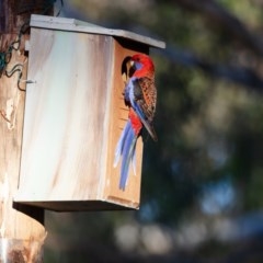 Platycercus elegans (Crimson Rosella) at Wamboin, NSW - 13 Nov 2020 by alicemcglashan