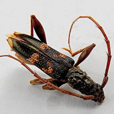 Coptocercus pedator (A longhorn beetle) at Crooked Corner, NSW - 2 Feb 2020 by Milly