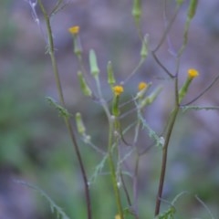 Senecio hispidulus (Hill Fireweed) at Wamboin, NSW - 27 Sep 2020 by natureguy