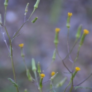 Senecio hispidulus at Wamboin, NSW - 27 Sep 2020