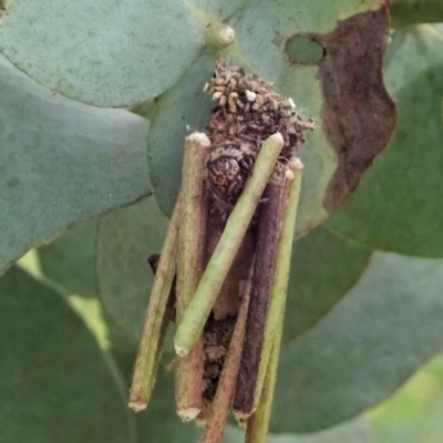 Clania lewinii & similar Casemoths (Parallel stick Case Moths) at Cook, ACT - 22 Nov 2020 by CathB