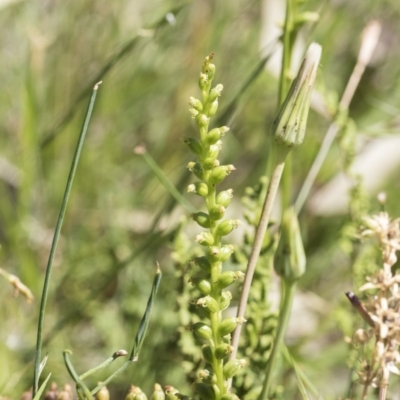 Microtis (genus) (onion orchids) at Holt, ACT - 26 Nov 2020 by AlisonMilton