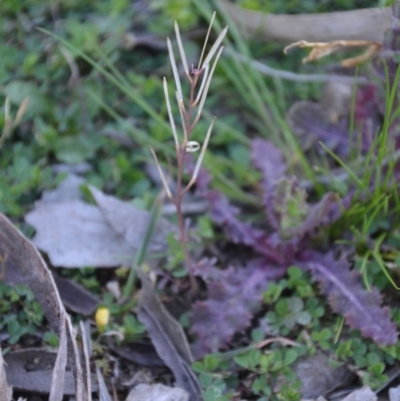 Cardamine hirsuta (Common Bittercress, Hairy Woodcress) at Wamboin, NSW - 27 Sep 2020 by natureguy