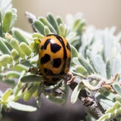 Peltoschema oceanica (Oceanica leaf beetle) at Holt, ACT - 26 Nov 2020 by AlisonMilton