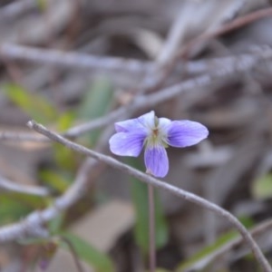 Viola betonicifolia at Wamboin, NSW - 27 Sep 2020 10:32 AM