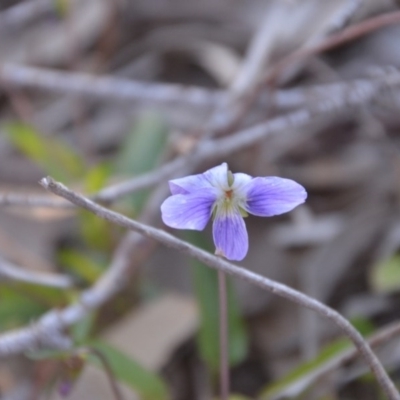 Viola betonicifolia (Mountain Violet) at Wamboin, NSW - 27 Sep 2020 by natureguy