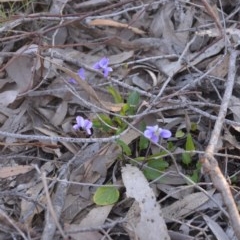 Viola betonicifolia at Wamboin, NSW - 27 Sep 2020 10:32 AM