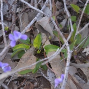 Viola betonicifolia at Wamboin, NSW - 27 Sep 2020 10:32 AM