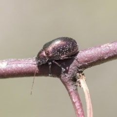 Edusella sp. (genus) (A leaf beetle) at Holt, ACT - 26 Nov 2020 by AlisonMilton