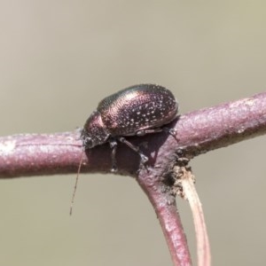 Edusella sp. (genus) at Holt, ACT - 26 Nov 2020