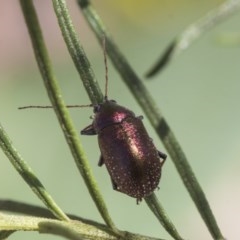 Edusella sp. (genus) at Holt, ACT - 26 Nov 2020