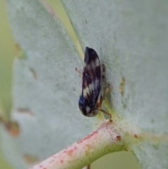 Rosopaella cuprea (A leafhopper) at Cook, ACT - 22 Nov 2020 by CathB