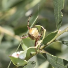 Araneus hamiltoni (Hamilton's Orb Weaver) at Higgins, ACT - 20 Nov 2020 by AlisonMilton