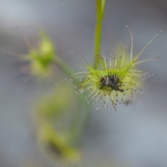 Drosera gunniana (Pale Sundew) at Wamboin, NSW - 27 Sep 2020 by natureguy