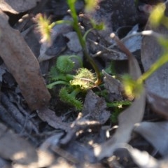 Drosera gunniana at Wamboin, NSW - 27 Sep 2020