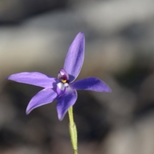 Glossodia major at Wamboin, NSW - 27 Sep 2020