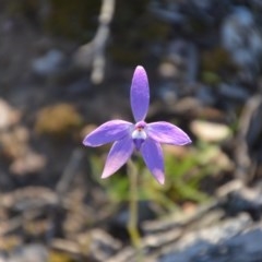 Glossodia major at Wamboin, NSW - 27 Sep 2020