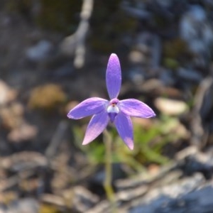 Glossodia major at Wamboin, NSW - 27 Sep 2020