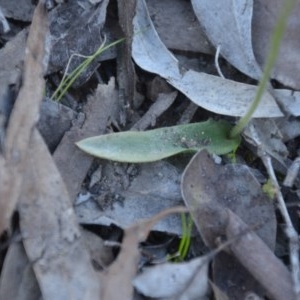 Glossodia major at Wamboin, NSW - 27 Sep 2020