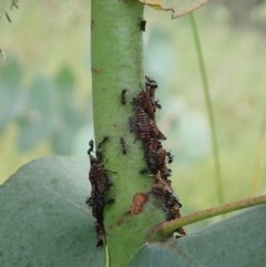 Eurymeloides pulchra at Cook, ACT - 22 Nov 2020