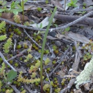 Thelymitra sp. at Wamboin, NSW - suppressed