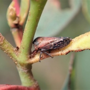 Katipo signoreti at Holt, ACT - 23 Nov 2020 11:36 PM