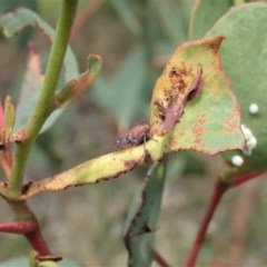 Katipo signoreti at Holt, ACT - 23 Nov 2020 11:36 PM