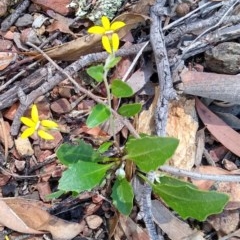 Goodenia hederacea (Ivy Goodenia) at MTR591 at Gundaroo - 25 Nov 2020 by MaartjeSevenster