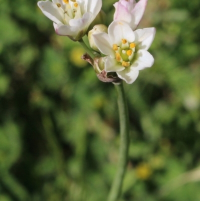 Nothoscordum borbonicum (Onion Weed) at MTR591 at Gundaroo - 27 Nov 2020 by MaartjeSevenster