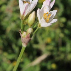 Nothoscordum borbonicum at Gundaroo, NSW - 27 Nov 2020