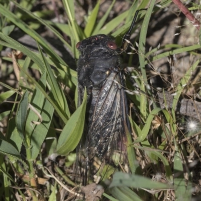 Psaltoda moerens (Redeye cicada) at Holt, ACT - 26 Nov 2020 by AlisonMilton