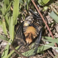 Psaltoda moerens at Holt, ACT - 26 Nov 2020 09:42 PM