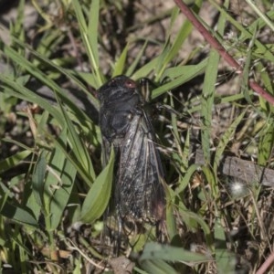 Psaltoda moerens at Holt, ACT - 26 Nov 2020 09:42 PM