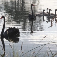 Cygnus atratus (Black Swan) at Throsby, ACT - 27 Nov 2020 by davobj