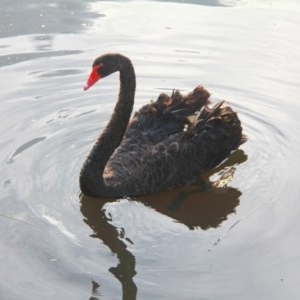 Cygnus atratus at Throsby, ACT - 27 Nov 2020