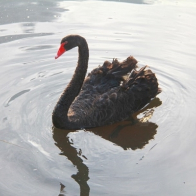 Cygnus atratus (Black Swan) at Throsby, ACT - 27 Nov 2020 by davobj