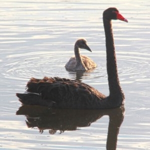 Cygnus atratus at Throsby, ACT - 27 Nov 2020