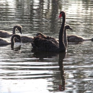 Cygnus atratus at Throsby, ACT - 27 Nov 2020